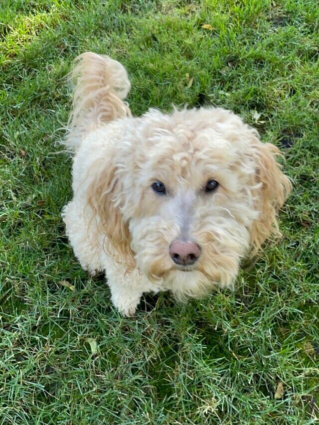 Chloe the Therapy Dog